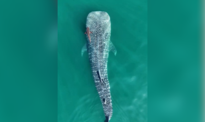 Maior tubarão do planeta é flagrado em Ilhabela (SP)