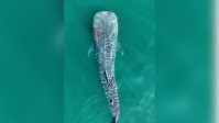 Maior tubarão do planeta é flagrado em Ilhabela (SP)