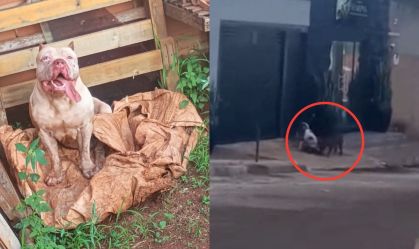Pit Bull ataca dono, aterroriza vizinhos e mata ao menos dois cães em Goiás