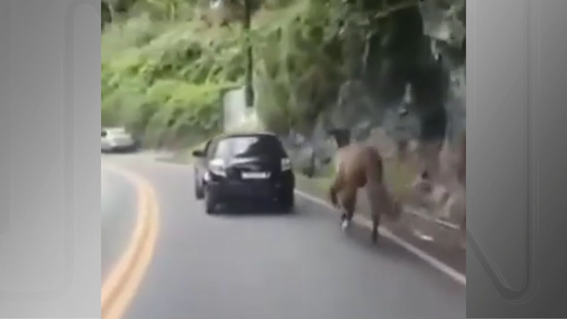 Homem é flagrado dirigindo carro e arrastando cavalo por rua do RJ