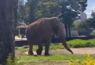 Justiça ordena transferência de elefante de Sorocaba para santuário em MT