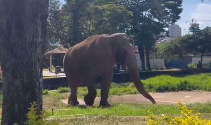 Justiça ordena transferência de elefante de Sorocaba para santuário em MT