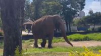 Justiça ordena transferência de elefante de Sorocaba para santuário em MT