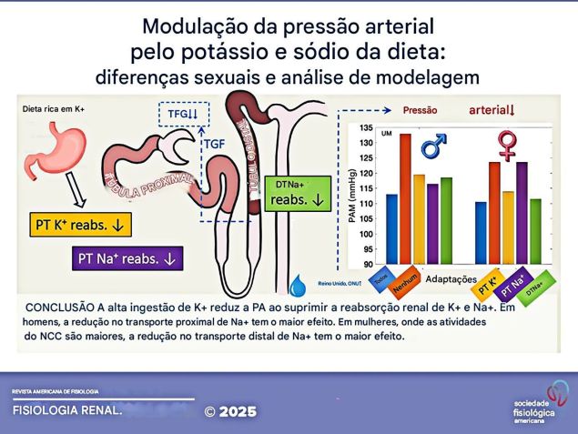 Modulação da pressão arterial pelo potássio e sódio da dieta • Melissa Stadt & Anita Layton, American Journal of Physiology - Renal Physiology, 2025
