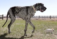 Maior cachorro do mundo conhece o menor cãozinho nos Estados Unidos