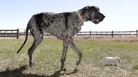 Maior cachorro do mundo conhece o menor cãozinho nos Estados Unidos