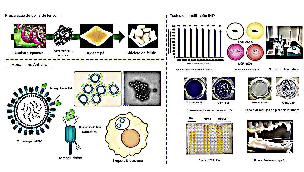 Engenharia e avaliação de goma de feijão antiviral • Daniell  Molecular Therapy, 2025