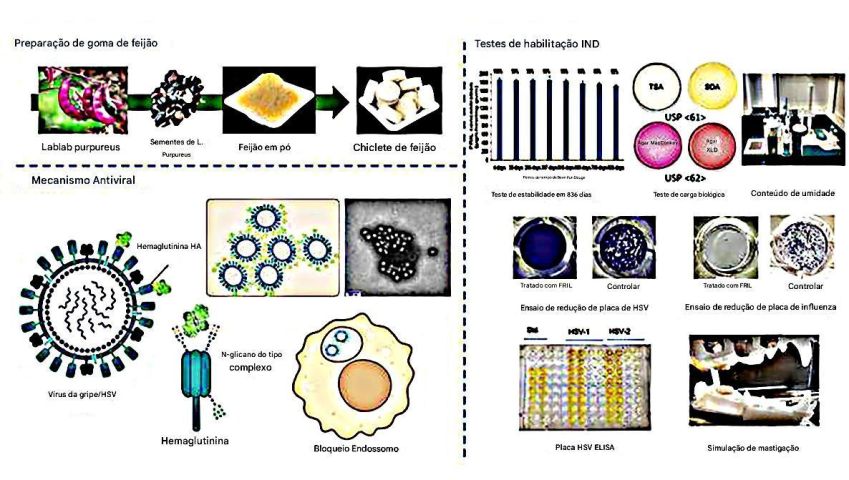 Engenharia e avaliação de goma de feijão antiviral • Daniell Molecular Therapy, 2025