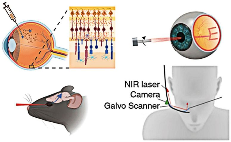 O estudo combinou nanopartículas de ouro com luz infravermelha • Jiarui Nie , ACS Publications, 2025
