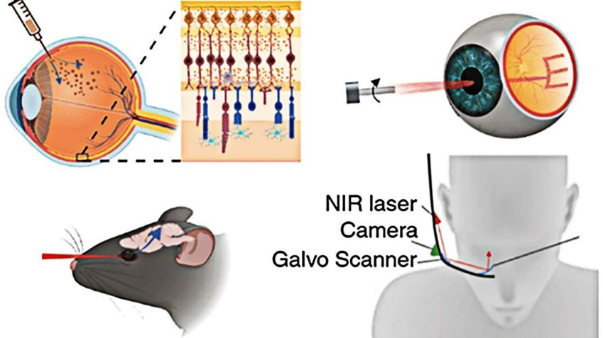 O estudo combinou nanopartículas de ouro com luz infravermelha • Jiarui Nie , ACS Publications, 2025