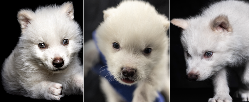 Da esquerda para direita: Rômulo, Khaleesi e Remus • Colossal Biosciences