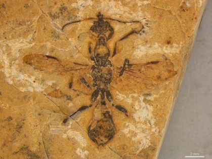 O fóssil de uma formiga-do-inferno de 113 milhões de anos preserva pequenos detalhes das asas do inseto