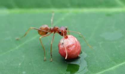 Saúvas combatem patógeno mesmo 30 dias após 1ª contaminação, diz estudo