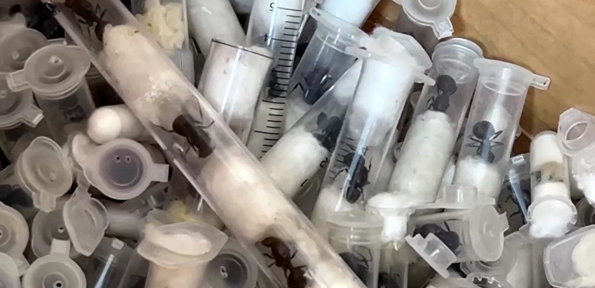 formigas contrabando quênia