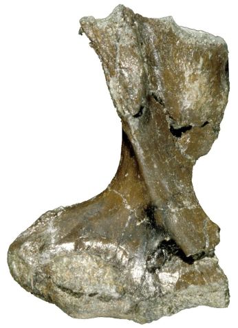 Este osso fossilizado do úmero foi descoberto em 1993 em Dinosaur Cove. Internamente, o fóssil apresentava características de um ornitorrinco semiaquático, descobriram os pesquisadores • Museus Victoria