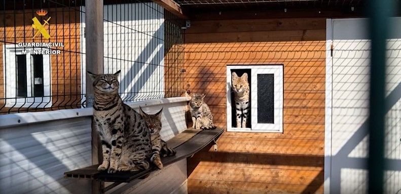 gatos exóticos espanha