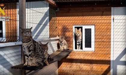 Casal é preso na Espanha por venda e criação de gatos exóticos