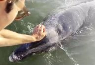 Golfinho "nariz-de-garrafa" interage com humanos na costa do México