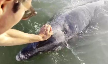 Golfinho "nariz-de-garrafa" interage com humanos na costa do México
