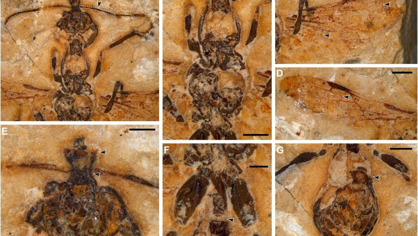 As formigas-do-inferno são chamadas assim por suas mandíbulas de aparência demoníaca • Reprodução/Revista Current Biology