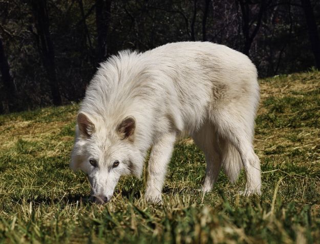Filhote de lobo-terrível com cinco meses • Colossal Biosciences