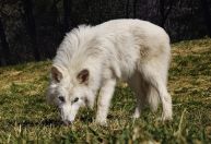Cientistas discordam que lobos-terríveis tenham retornado da extinção