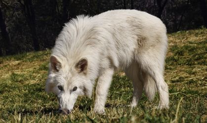 Cientistas discordam que lobos-terríveis tenham retornado da extinção