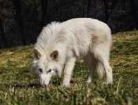 Lobo-terrível: cientista admite ser impossível recriar espécie extinta