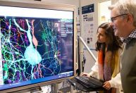 Cientistas revelam avanço em pesquisa cerebral considerado impossível