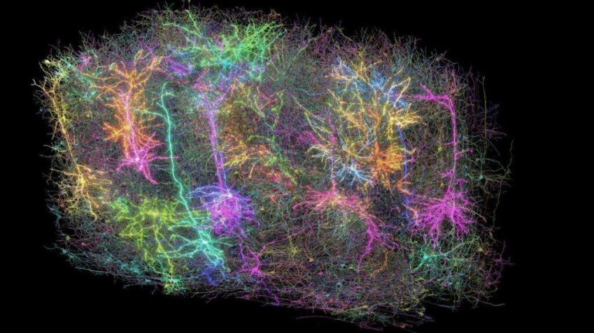 A imagem mostra um subconjunto de mais de 1.000 dos 120.000 neurônios reconstruídos no projeto MICRONS. Cada neurônio reconstruído apresenta uma cor aleatória diferente. Um subconjunto dos neurônios foi simbolicamente representado como brilhante para representar o fato de que este conjunto de dados inclui registros funcionais de um subconjunto de neurônios • Allen Institute