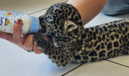 Filhotes de onça-pintada são resgatados em comunidade ribeirinha do AM