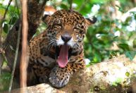 Onça-pintada: mais de 6 mil animais da espécie vivem na Amazônia