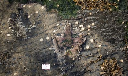 Pegadas na Ilha de Skye oferecem retrato tranquilo da vida dos dinossauros