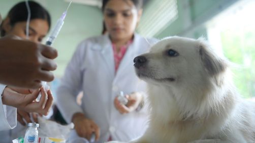 É necessário prestar atenção a alguns pontos importantes do local e do comportamento do animal antes e durante a hospitalização