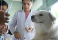 Pet internado? Confira quatro dicas do que fazer nesses casos