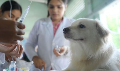 Pet internado? Confira quatro dicas do que fazer nesses casos