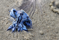 Espécie rara: Dragão azul é encontrado morto em praia do litoral de SP