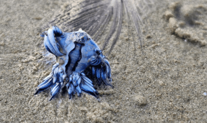 Espécie rara: Dragão azul é encontrado morto em praia do litoral de SP