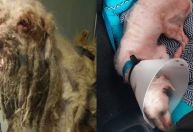Cão resgatado com 3 kg de pelos tem alta e vai para novo lar no Ceará