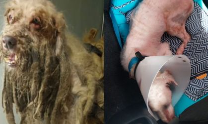 Cão resgatado com 3 kg de pelos tem alta e vai para novo lar no Ceará
