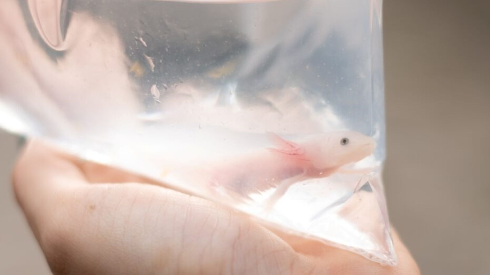 Axolotes ameaçados de extinção são resgatadas em encomenda nos Correios