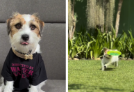 Pet de "Ainda Estou Aqui" vira blogueira e mostra rotina; veja