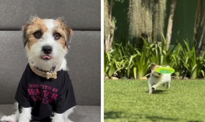 Pet de "Ainda Estou Aqui" vira blogueira e mostra rotina; veja