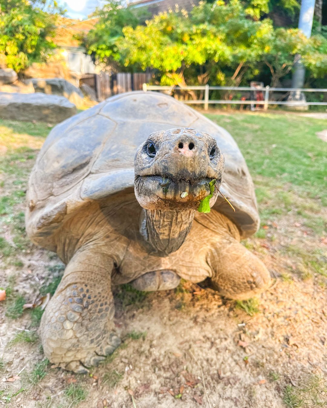 tartaruga das galapagos
