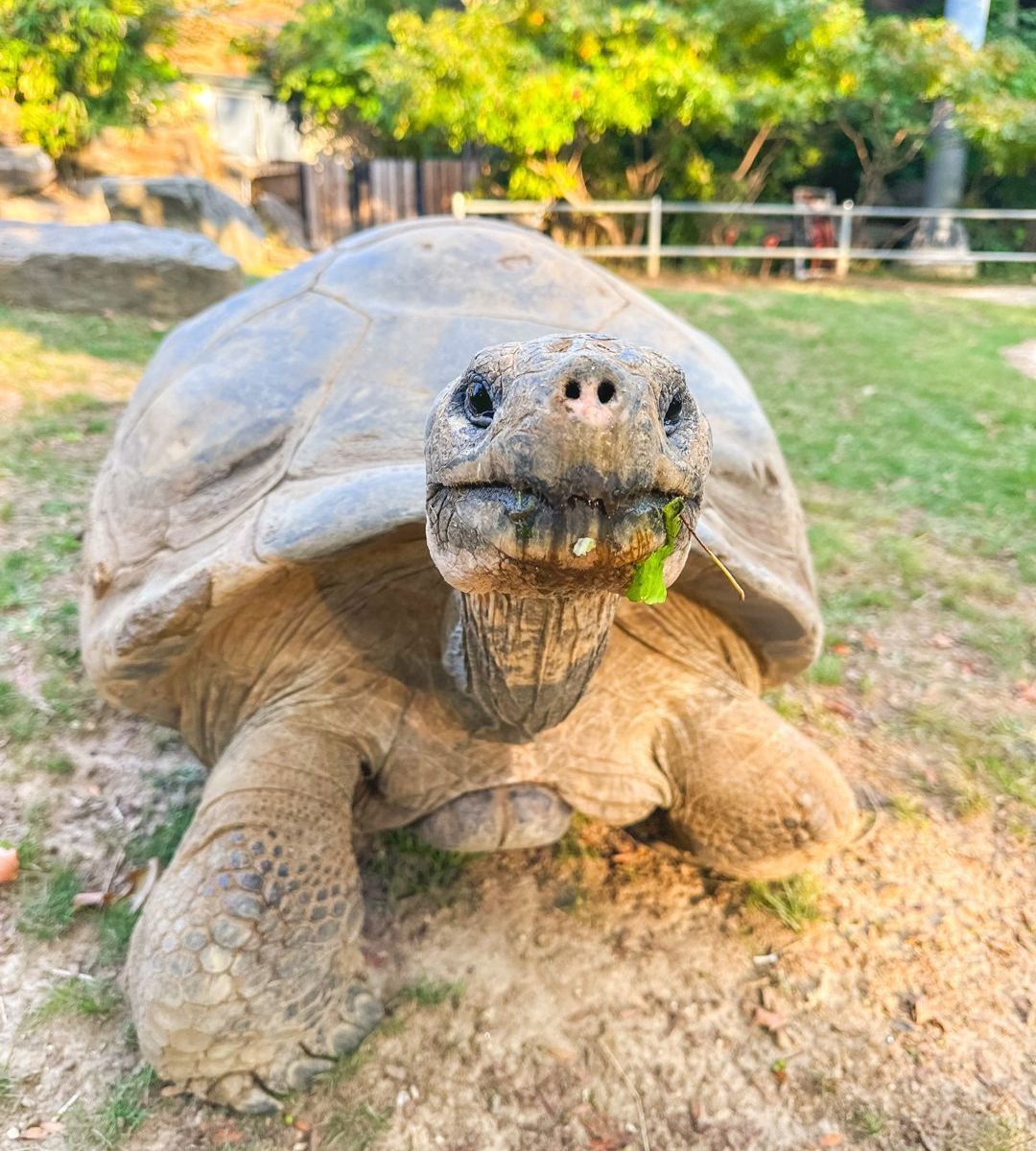 Tartaruga-das-galápagos se torna mãe pela 1ª vez aos 100 anos em 