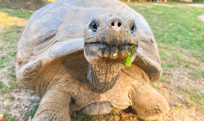 Tartaruga-das-galápagos se torna mãe pela 1ª vez aos 100 anos em zoológico
