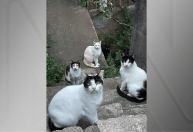 Gatos ficam abandonados após morte do tutor em Florianópolis