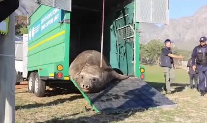 Vídeo: Elefante-marinho flagrado em cidade sul-africana é devolvido ao mar