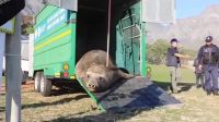 Vídeo: Elefante-marinho flagrado em cidade sul-africana é devolvido ao mar
