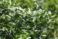 Mudanças climáticas podem reduzir em 80% áreas para cultivo de erva-mate